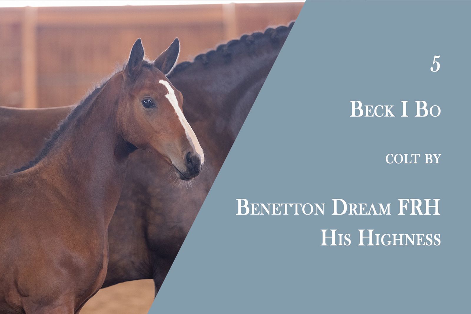 Beck i Bo Equestrian Elite Foal Auction 19/9 Partnerauktion