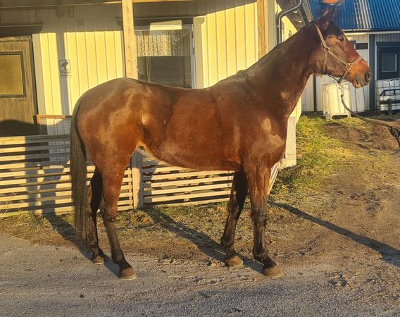 Betting Bandit sida.jpeg