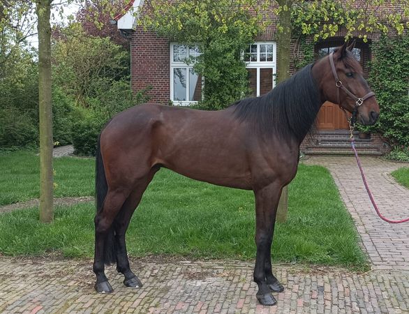 Bild für VK travera.jpg