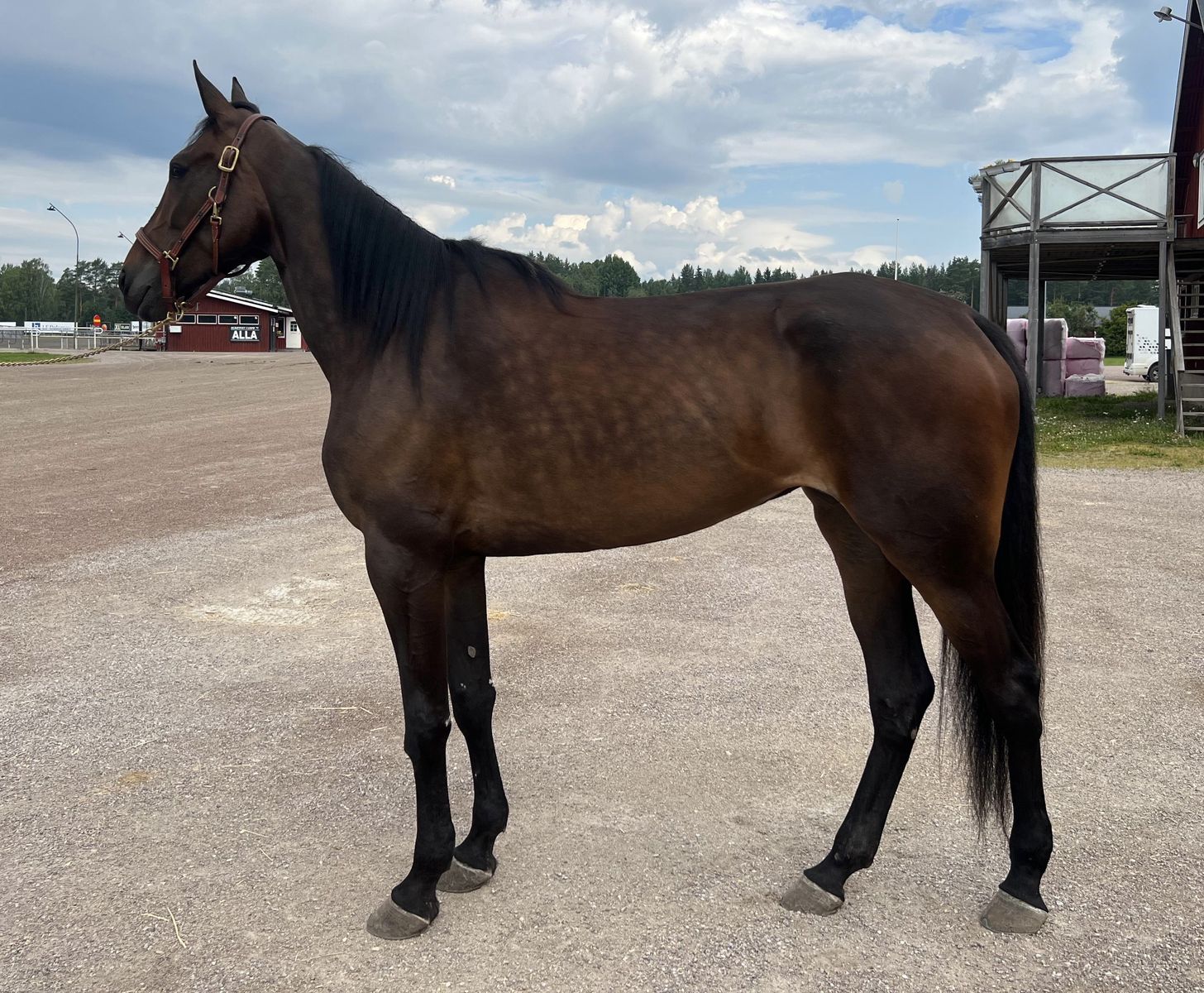 Kotib sharmandalik porno