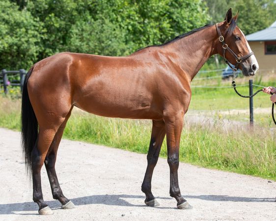 Fenice Degli Dei (IT) Travera.nu