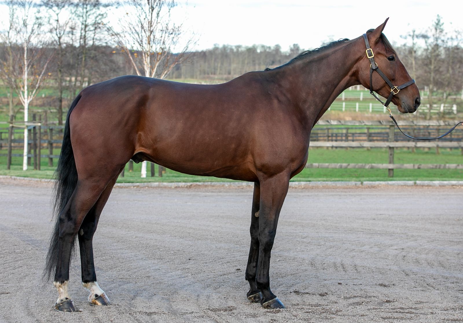 Icardi Am Travera nu icardi-am-travera-nu