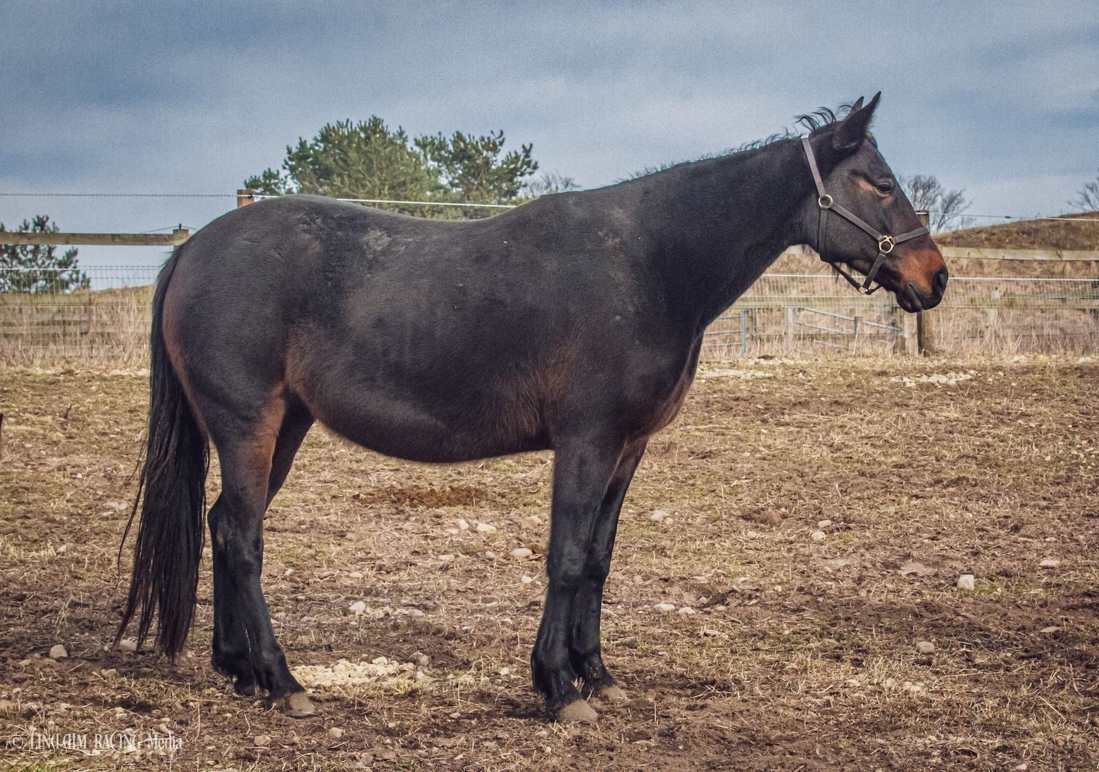 Myth Silvio Travera.nu