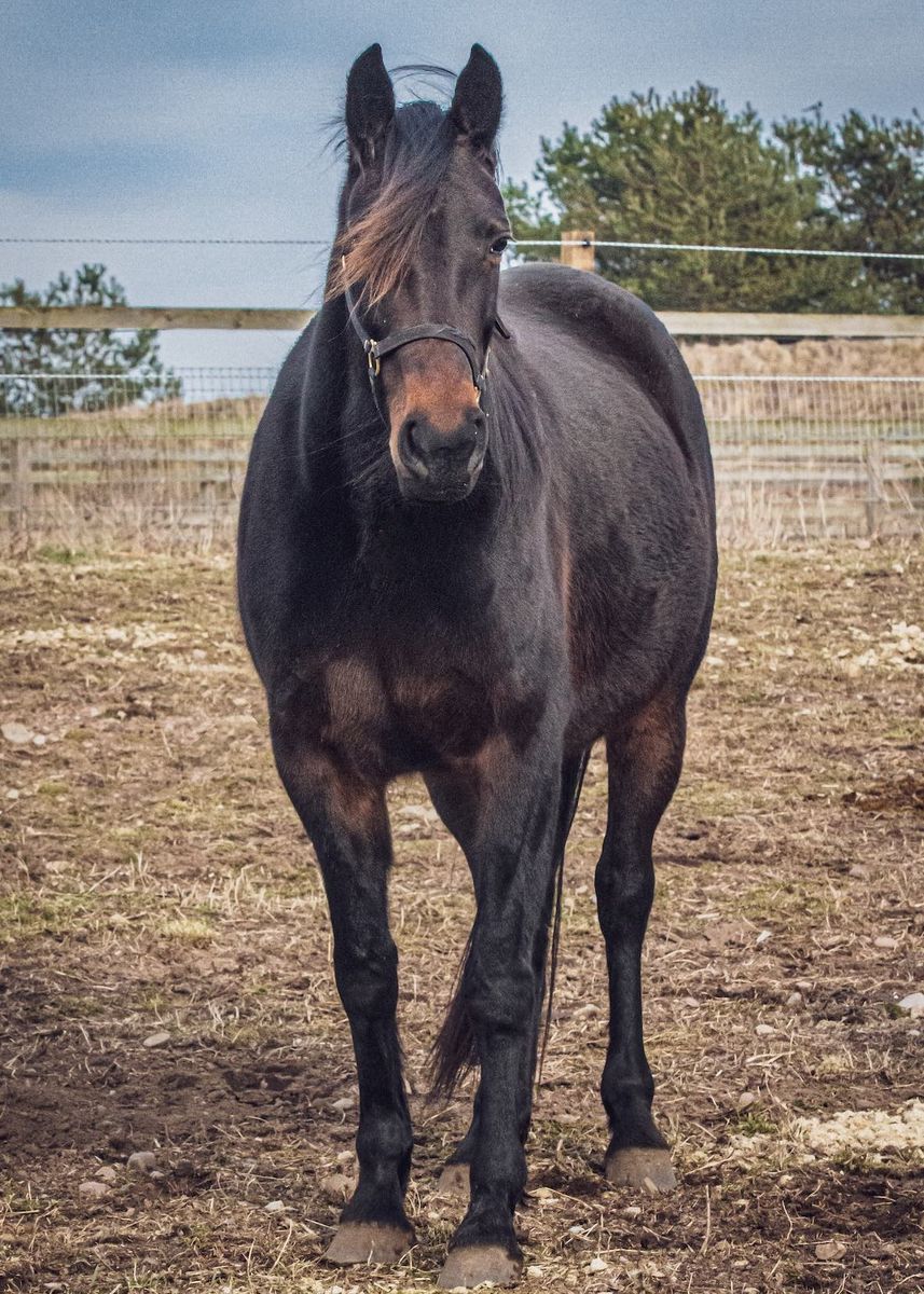 myth-silvio-travera-nu