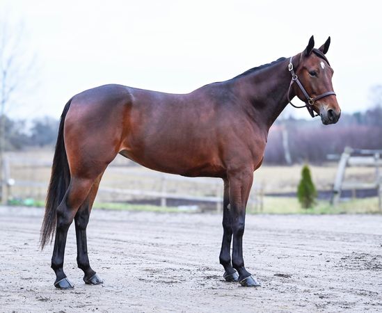 Promise'em rätt.jpeg