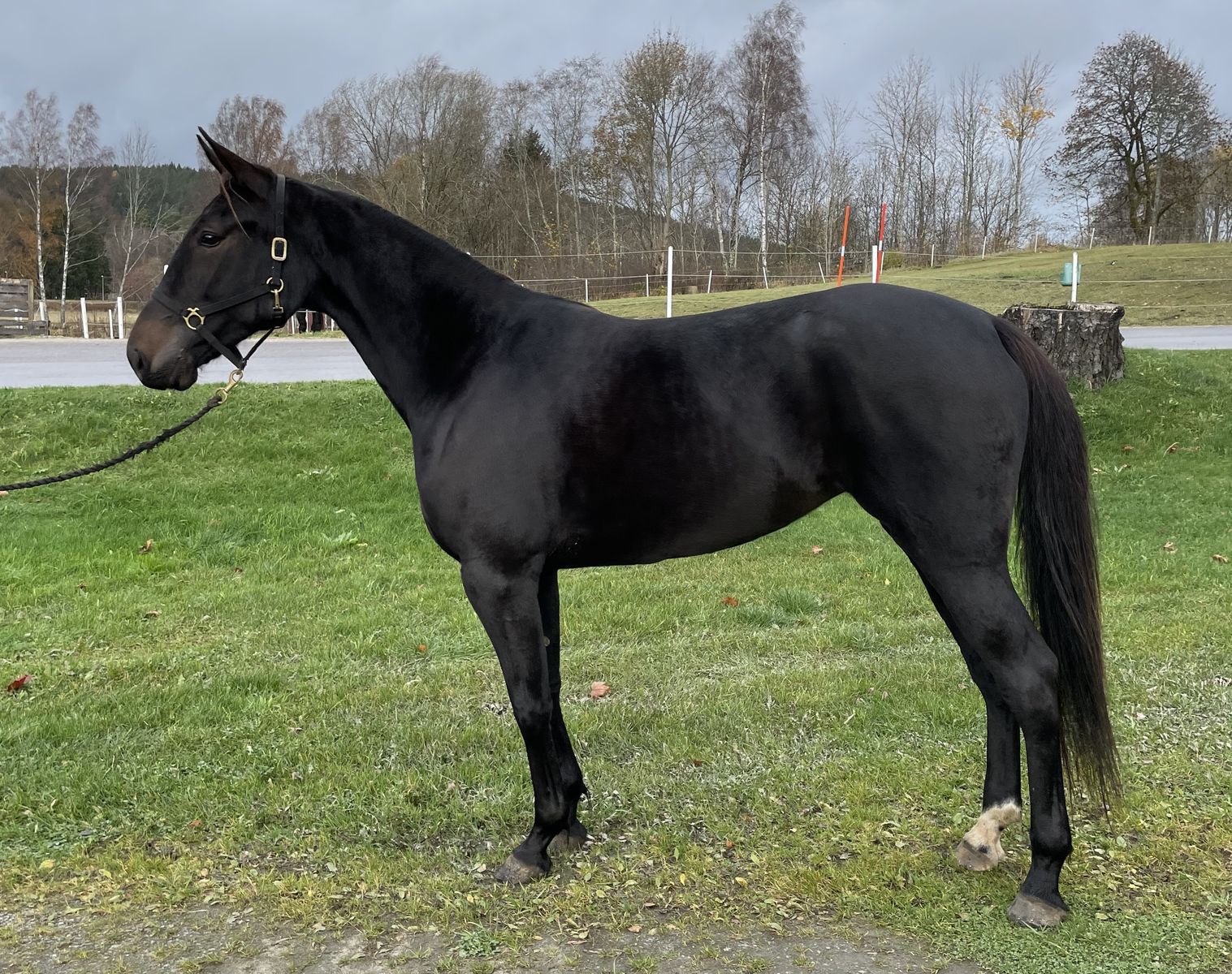 Ronja Muscles – Travera.nu