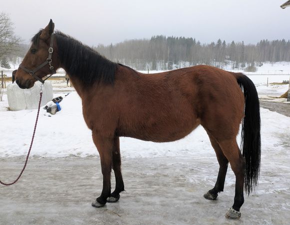 Runaround Sue Bild.jpg