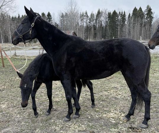 Skärmavbild 2025-12-01 kl. 22.27.00.png