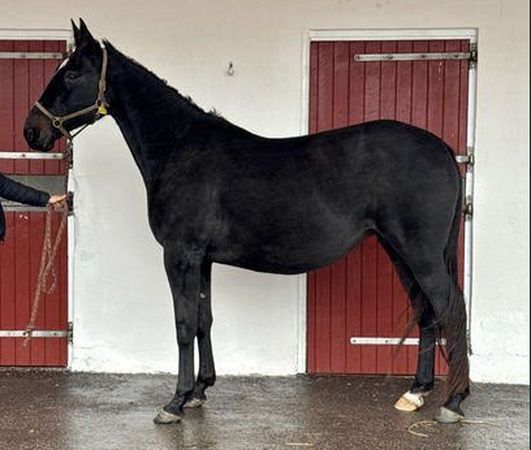 Skärmavbild 2025-12-07 kl. 14.56.33.png