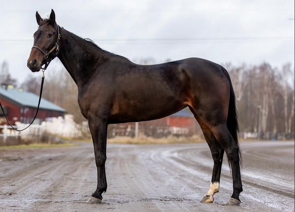 Skärmavbild 2025-12-11 kl. 06.46.08.png