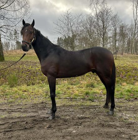 Skjermbilde 2025-12-17 kl. 11.43.43.png