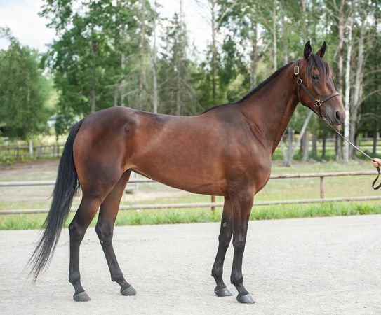 Skärmavbild 2026-04-26 kl. 08.59.20.png