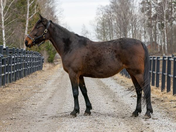 Västerbo Omega 2026.jpg