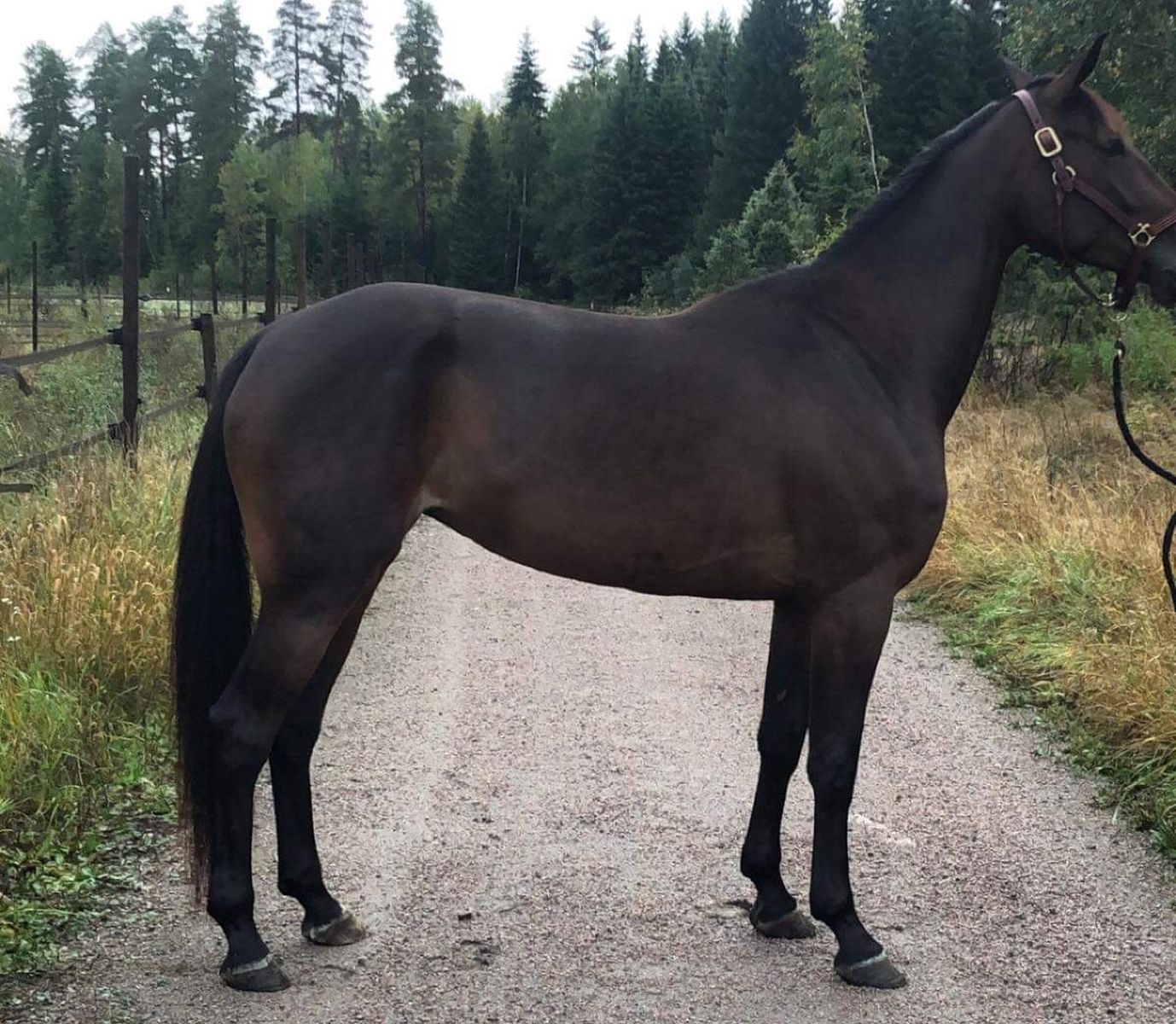 only-sonja-travera-nu