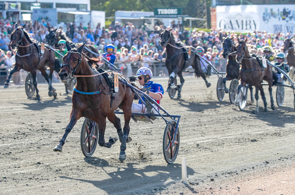 Derbyauktionen & Derbyauktionen Selected