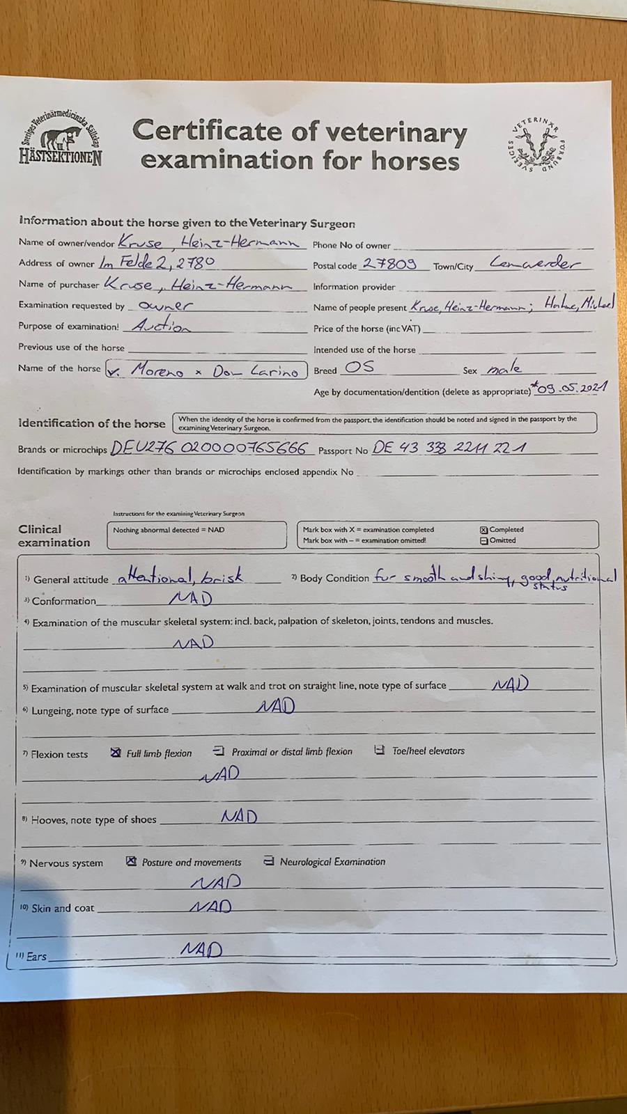 melbourne-equestrian-elite-foal-auction-19-9-partnerauktion